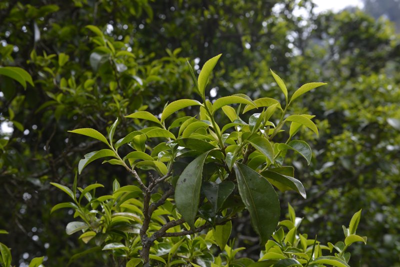云南普洱茶：自然馈赠的香气传奇
