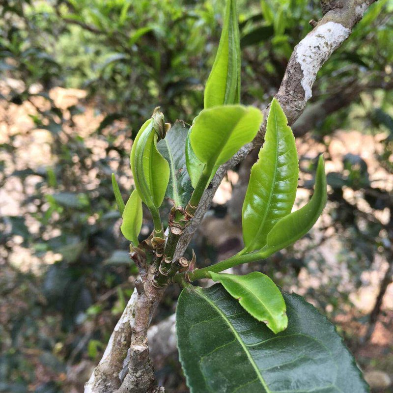 古树茶:从荒山到餐桌的故事